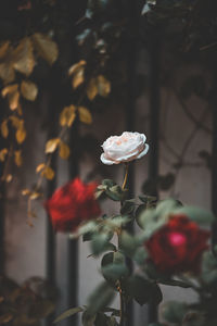 Close-up of white rose on plant