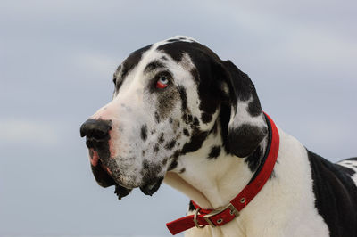 Close-up of dalmatian dog