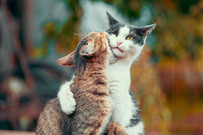 Close-up of cat looking away