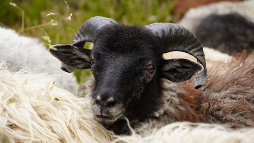 Close-up of a sheep