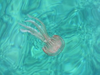 Jellyfish in the mediterrenean