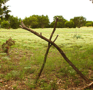 Scenic view of grassy field against sky