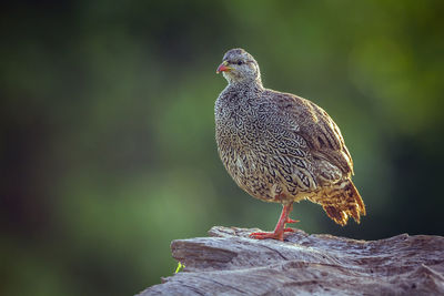 Close-up of bird perching on rock