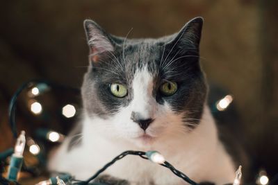 Close-up portrait of cat