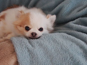 Portrait of dog lying on bed
