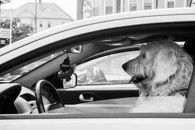 Close-up of man sitting in car