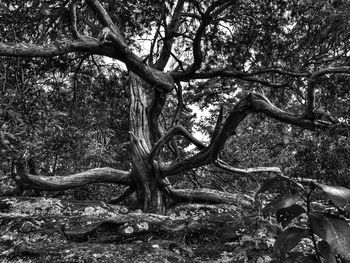 Branches of tree trunk