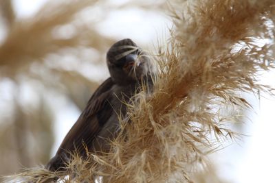 Close-up of eagle outdoors