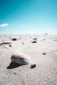 Close-up of shells on sand at beach against sky