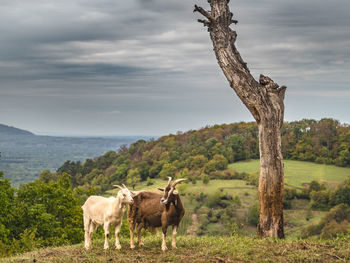 Horses in a field