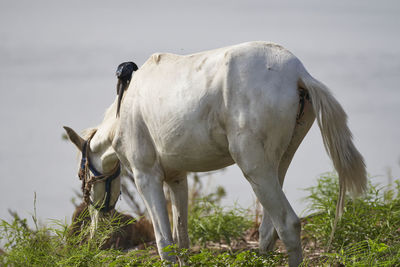 animal