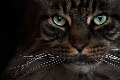 Closeup of beautiful brown mainecoon by with green eyes looking at camera