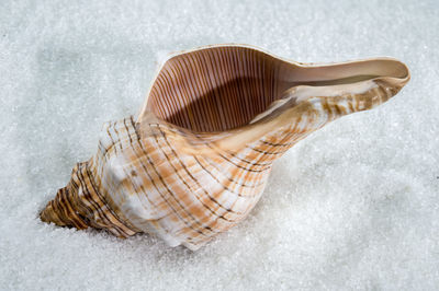 shell