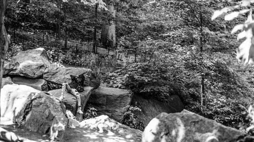 View of rocks in forest