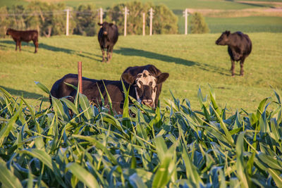 Cows grazing on field