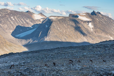 Scenic view of deer on landscape against snowcapped mountains 