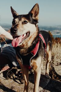 Dog looking away while sitting on land