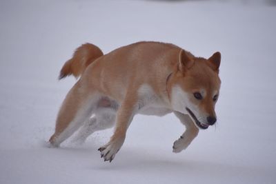 Dog on snow