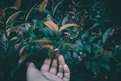 Close-up of hand with plants
