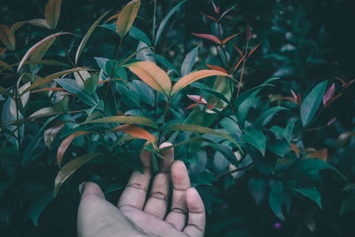 Close-up of hand touching plants