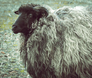 Close-up of a sheep on a field