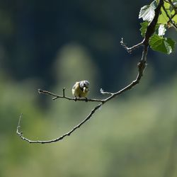 Close-up of twig on branch