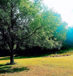 Trees on field against sky