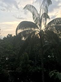 Palm trees against sky during sunset