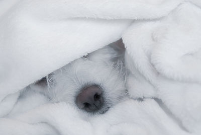 Close-up of dog sleeping