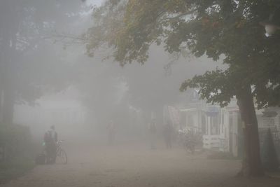 Trees in foggy weather