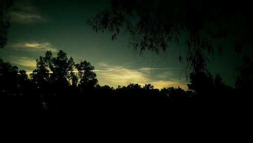 Silhouette of trees at sunset