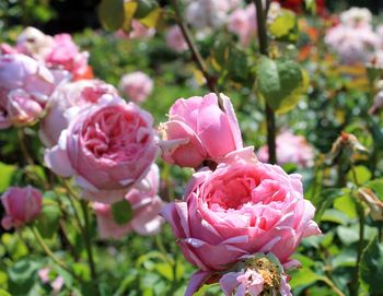 Close-up of pink flowers