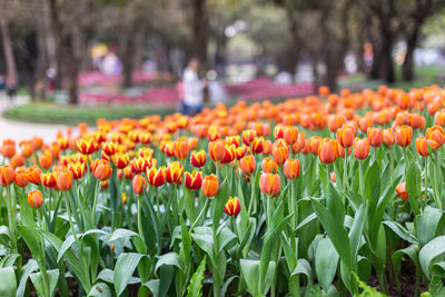 View of flowering plants on field