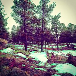 Trees in park