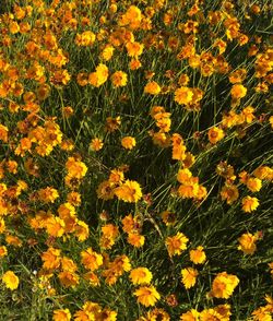 Yellow flowers blooming in field