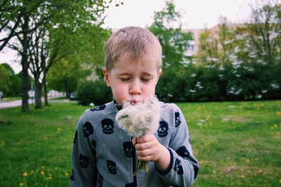 Close-up of boy holding dandelions