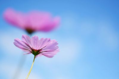 Close-up of pink flowering plant against blue sky