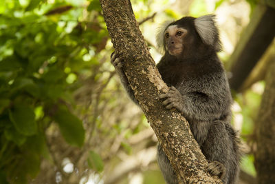 Tamarind monkey on tree at forest