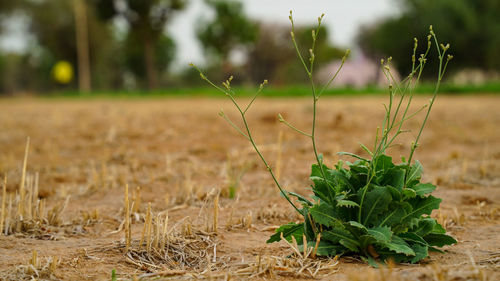 Close-up of crops on field