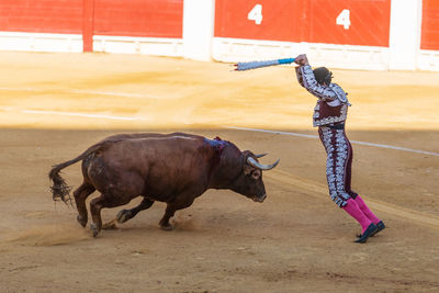 Side view of unrecognizable fearless toreador performing with bull on bullring during corrida festival