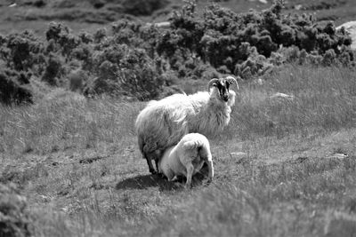 Sheep on field