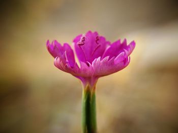 Close-up of pink flower