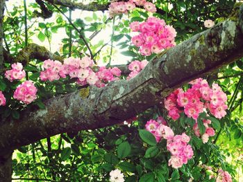 Pink flowers blooming in park