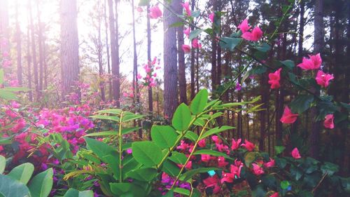 Pink flowers blooming on tree