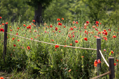 Red poppies blooming on field