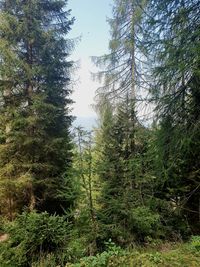 Pine trees in forest