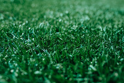 Close-up of grass growing on field