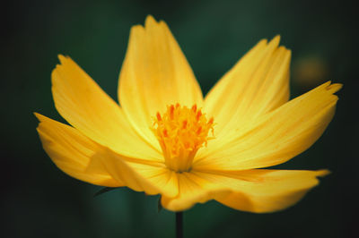 Close-up of yellow flower