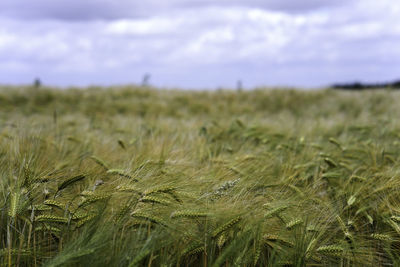 Scenic view of barley field against sky