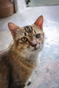 Close-up portrait of tabby cat